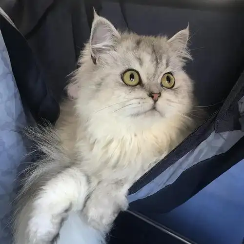 广州给高地美短妹妹找蓝朋友