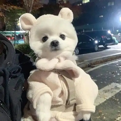 头像:可爱的小狗狗