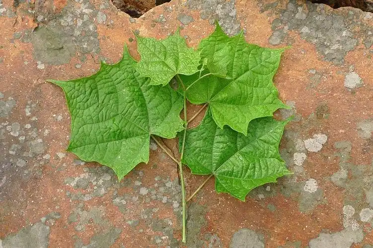山里这种植物,人称"白龙须",一身是宝,根还是民间风湿良药