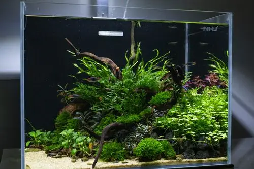 【水草开缸】—40阴性草缸景,多图!