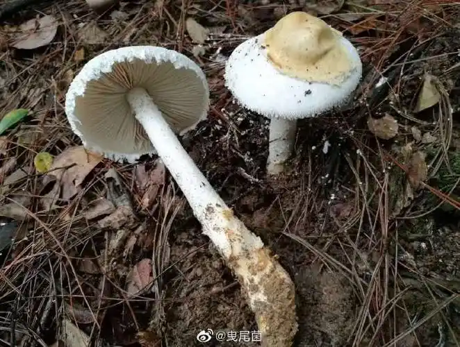 今天群里被这条刷屏了,拟卵盖鹅膏,华东. 来自曳尾菌 - 微博