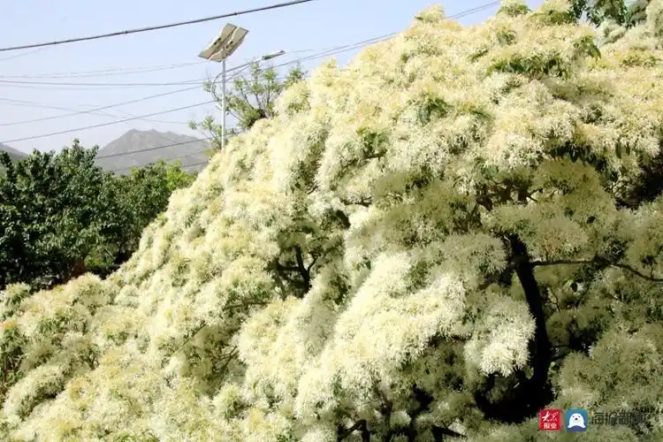 青岛城阳:一颗近300岁的流苏树花开满树 犹如白雪覆盖