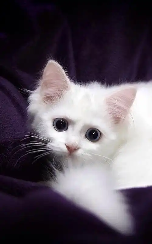 呆萌可爱的蓝眼白猫壁纸