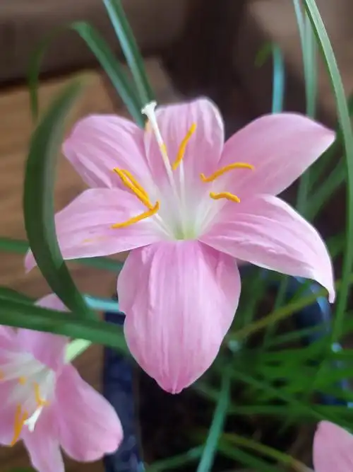 风雨兰(雨百合)202004