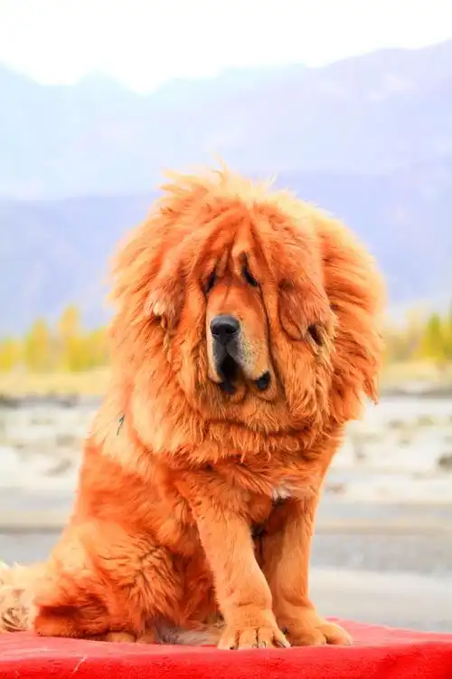 藏獒是举世公认的最古老的稀有犬种,他不仅漂亮,雄壮,威武而忠心护主.