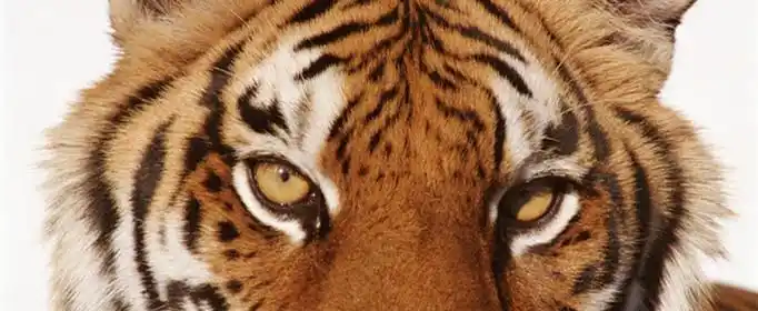 为什么东北虎又叫白额虎优质