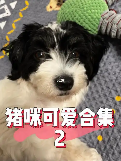 猪咪可爱合集266