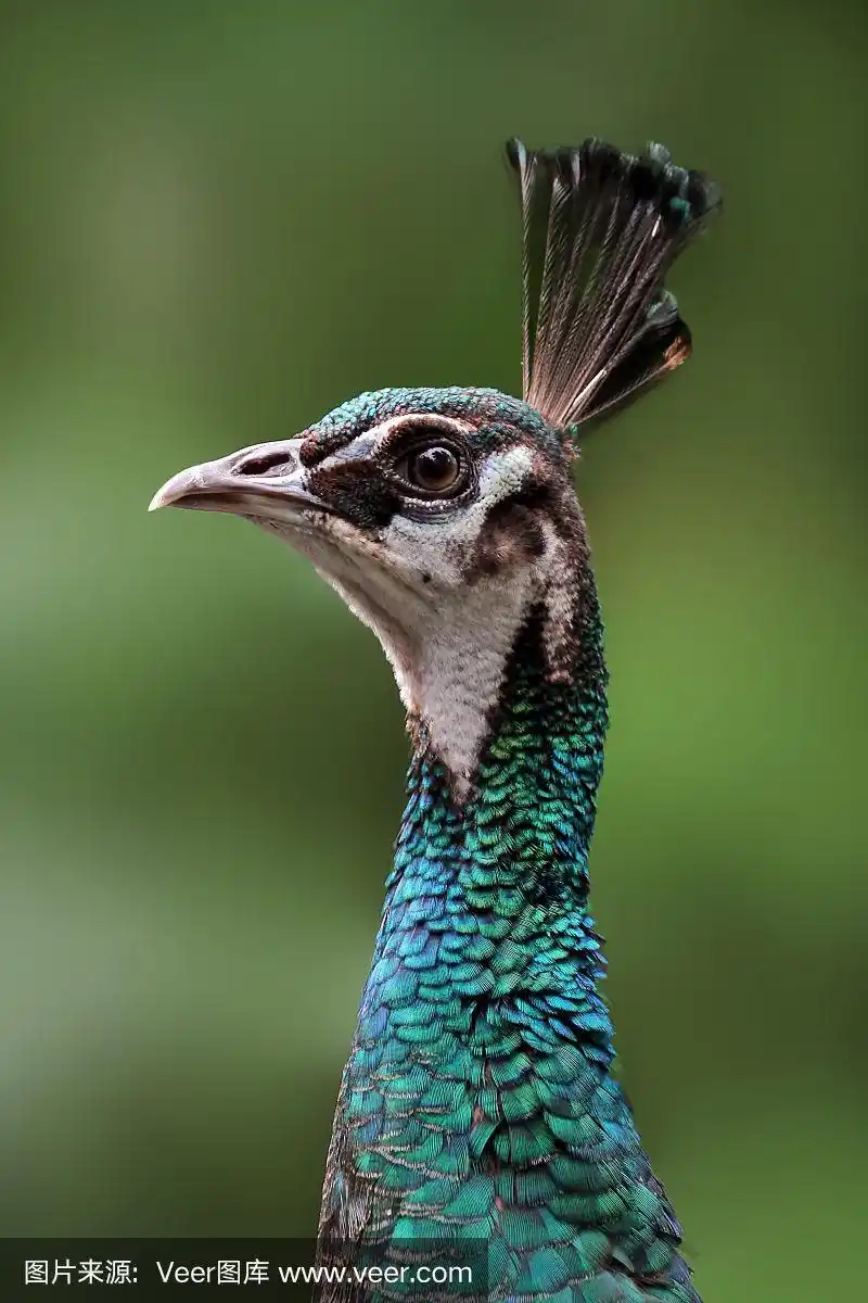 美丽的蓝色孔雀的头,特写鸟