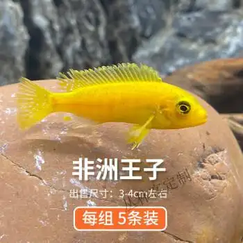 三湖慈鲷马鲷鱼热带观赏鱼中小型淡水好养耐活非洲王子杂鲷活体鱼 3-4