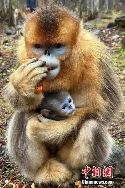 湖北神农架:金丝猴"萌宝"扎堆出生__财经头条
