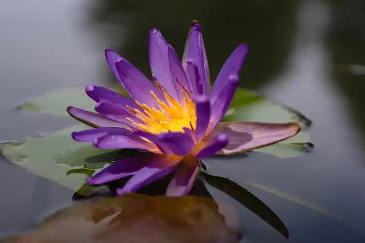 满园胜景始盛开2023年辰山植物园睡莲展启幕