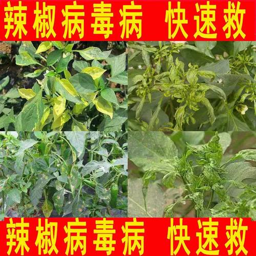 辣椒病毒通用药辣椒卷叶黄叶病病毒叶斑病根腐病霜霉病杀菌剂