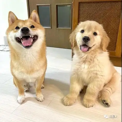 柴柴x金毛,这就是所谓的最萌身高差了吧 - 知乎