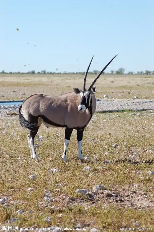 hippotraginae是大型 a target="_blank" href="/item/羚羊/19414"