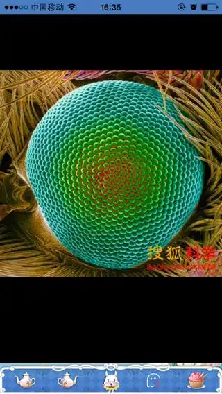 蜜蜂的复眼的形状是什么样?