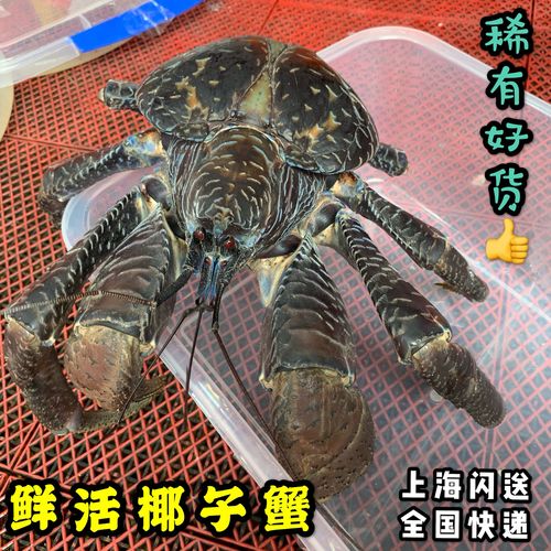 图片[2]-椰子蟹肚子里面是什么椰子香味,有哪些吗-东山资源库