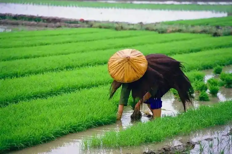 和农民伯伯们一起来履行一年一度的插秧劳作