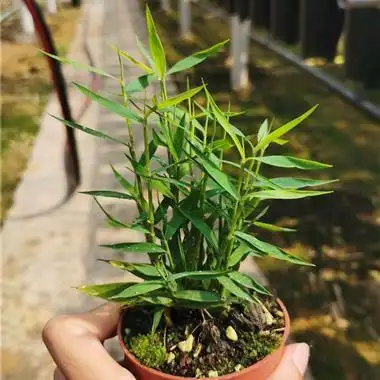 养眼盆景姬翠竹1盆随机发