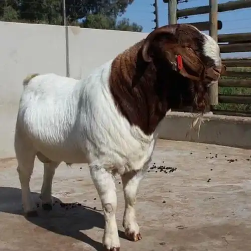 养羊和养牛哪个利润大 养殖50只羊利润多少 急售奶羊