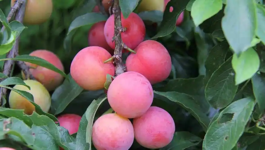 什么样的人千万不能吃?2种人要记好_水果