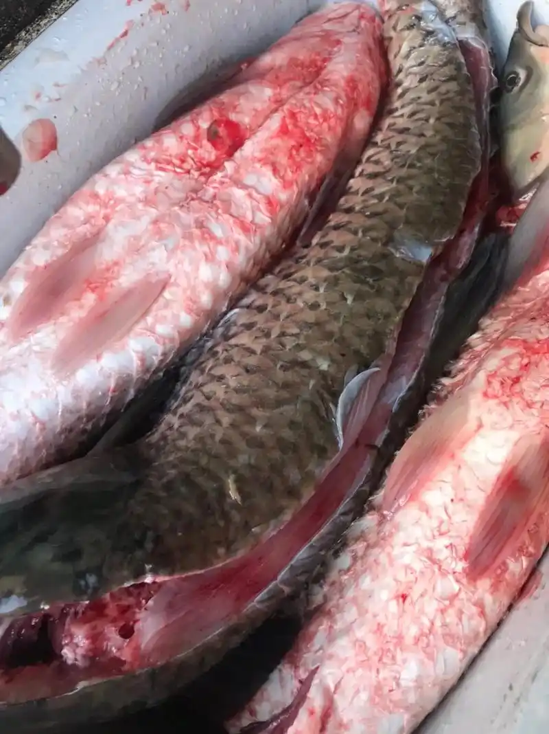 新鲜草鱼现杀现炸,还有鲜美猪肉粉丝饺,后续还有更多手工美食上 - 抖