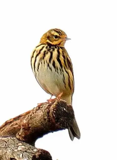 大沙河鸟类又有新发现《树鹨》树鹨,是雀形目鹡鸰科鹨属鸣禽.