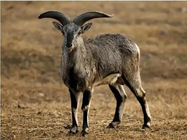 甘肃出现大量岩羊在陡峭悬崖上蹿下跳觅食