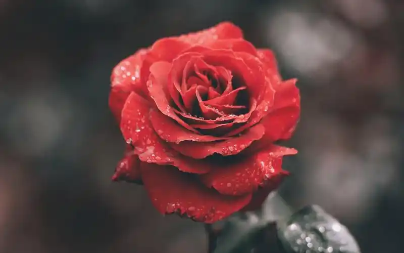 玫瑰花高清电脑桌面壁纸图片