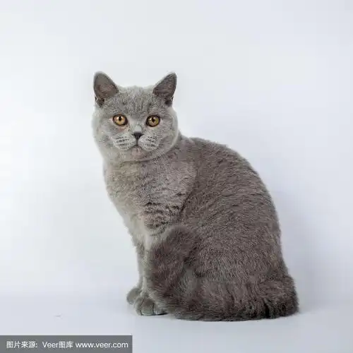 一只英国灰猫孤立在白色背景下,照相馆照片