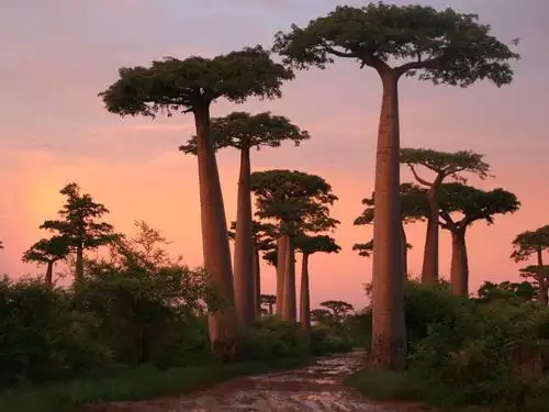 南非 埃塞俄比亚 纳米比亚 津巴布韦 博茨瓦纳16晚19天游(et,太阳城