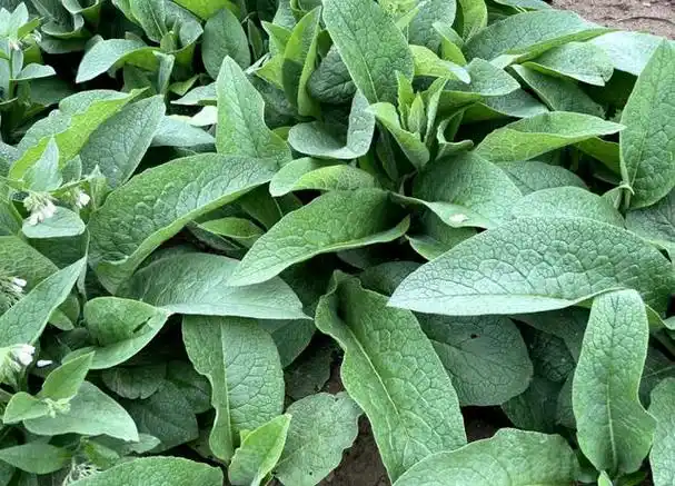 俄罗斯饲料菜,它属于是高产耐寒高蛋白的一个添加饲草,特别是用于取代