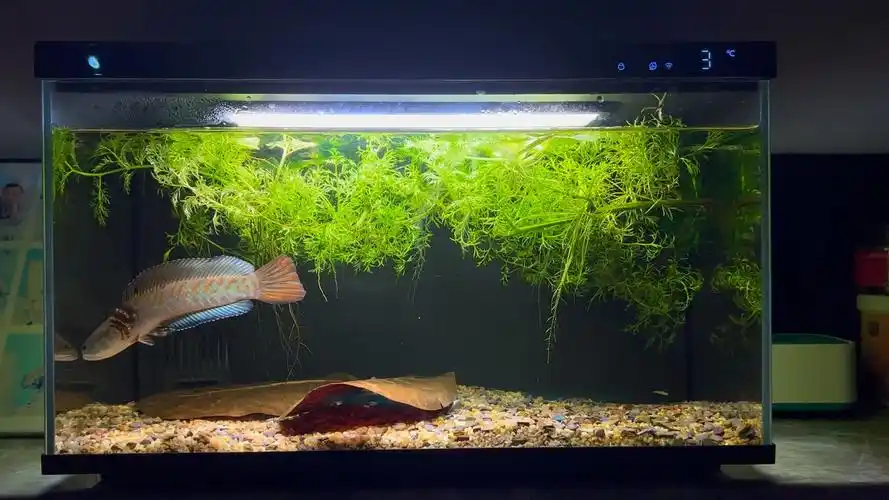 米家鱼缸养雷龙非常合适(幻红)