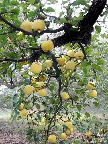 百年梨树家乡的味道