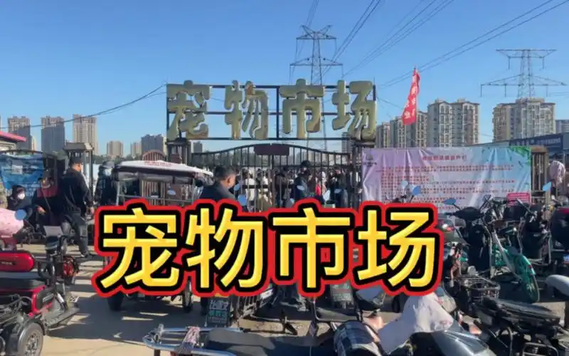 宠物市场人比猫还多小猫是真便宜啊只要一杯奶茶钱就可以带回家这么