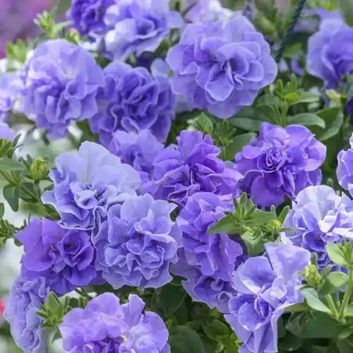 草花之王矮牵牛,这些绝美重瓣新品种让人一眼忘不掉!