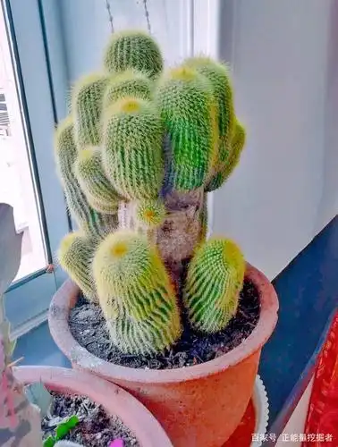 仙人掌科植物中那些惊艳的品种,刷新你对仙人掌的认知