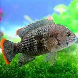 22m红尾皇冠鱼活体大中型热带观赏鱼凶猛鱼玉面皇冠鱼淡水鱼蓝面