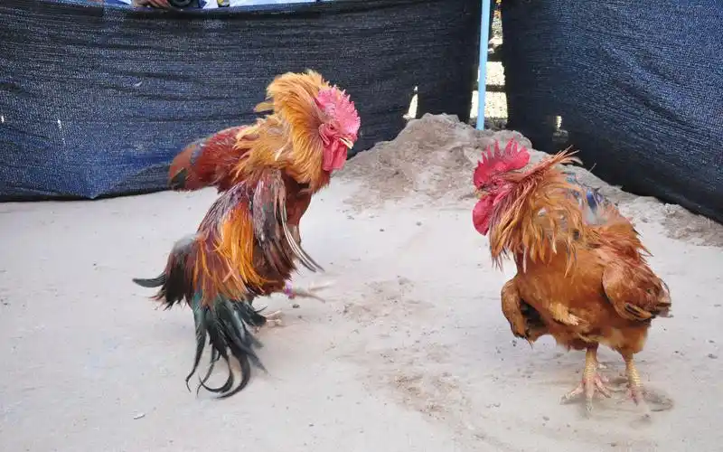 菜鸡互啄敌法师你就不能不炸我远程兵