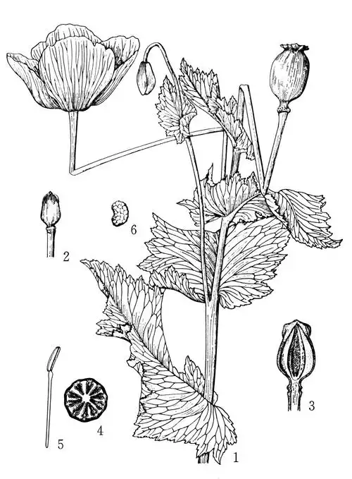 【别名】鸦片花,大烟.【学名】papaversomniferuml.