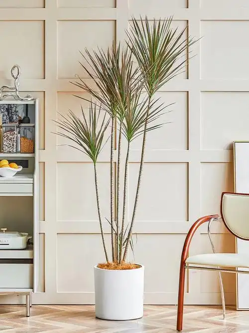 千年木七彩铁马尾铁网红绿植盆栽北欧室内阳台客厅大型植物吸甲醛