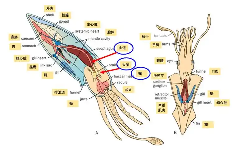 鱿鱼的脑袋竟长在自己的嘴巴下面!吃的东西直接从脑袋穿行而过!