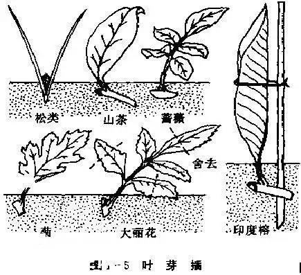 花卉扦插繁殖方法大全