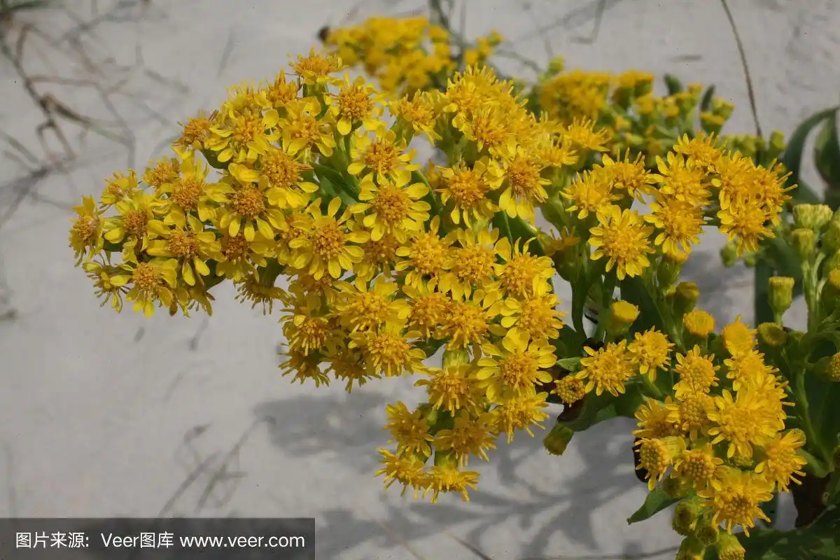 海滨秋麒麟草的花