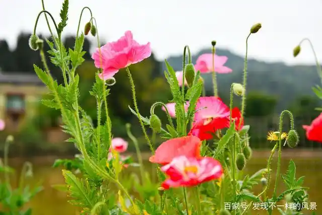 虞美人花在最美的四月绽放,展现春天之美 遇见美好春天