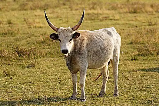 灰色,匈牙利,牛,国家公园,湖,北方,布尔根兰,奥地利,欧洲