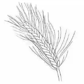 小麦杨花简笔画麦子简笔画秋天成熟的麦穗简笔画简单的小麦儿童画画法