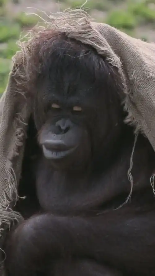 大猩猩的嘴唇原来这么厚啊!