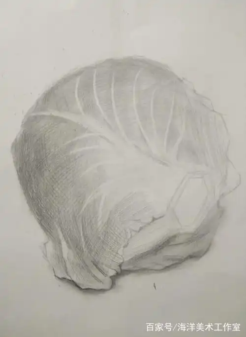 素描基础包菜的画法
