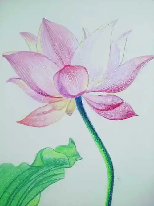 彩铅手绘荷花 - 简书