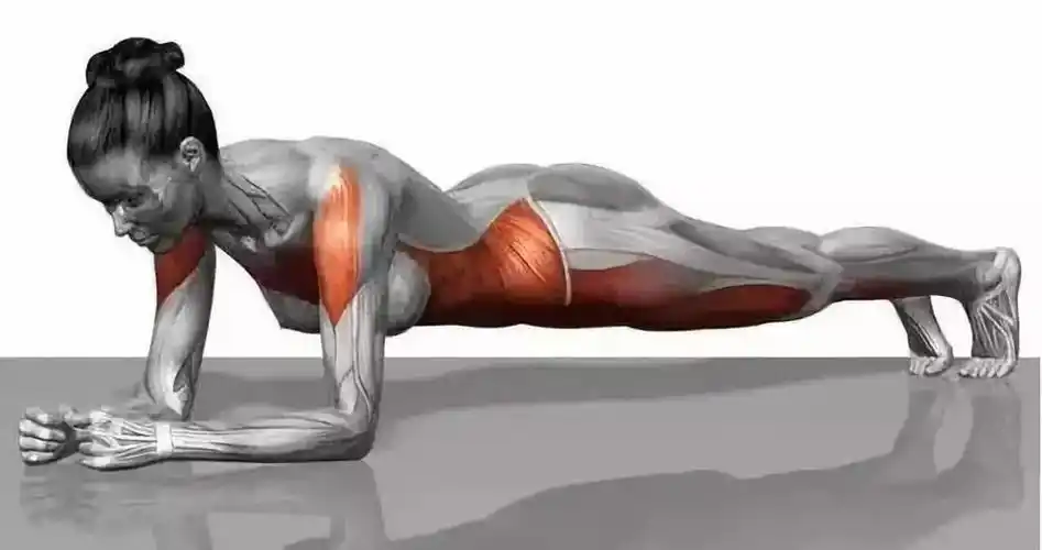 平板支撑能有效锻炼深层的腹横肌,对核心稳定性的训练效果不错.